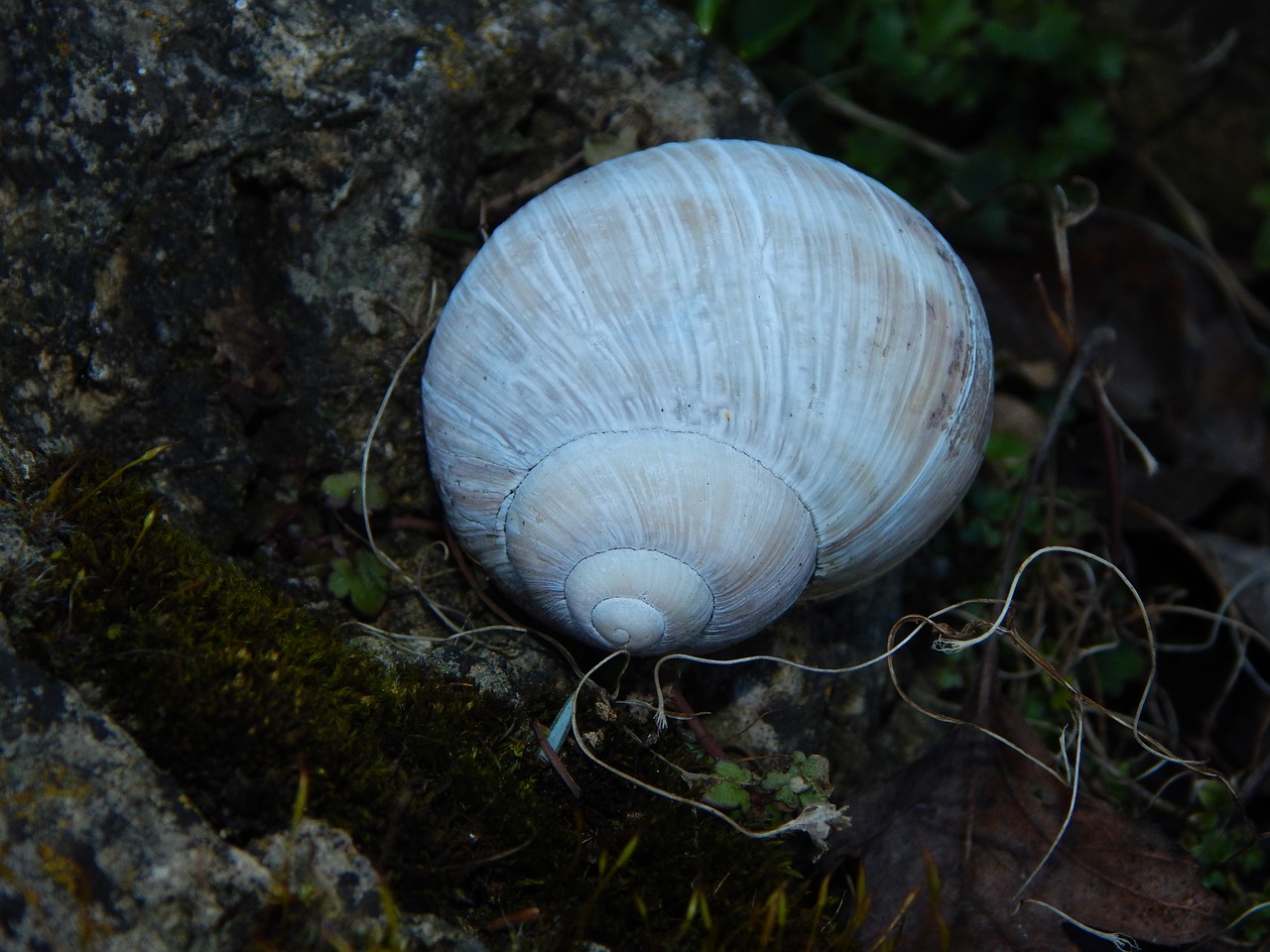 shell white snail shell free photo