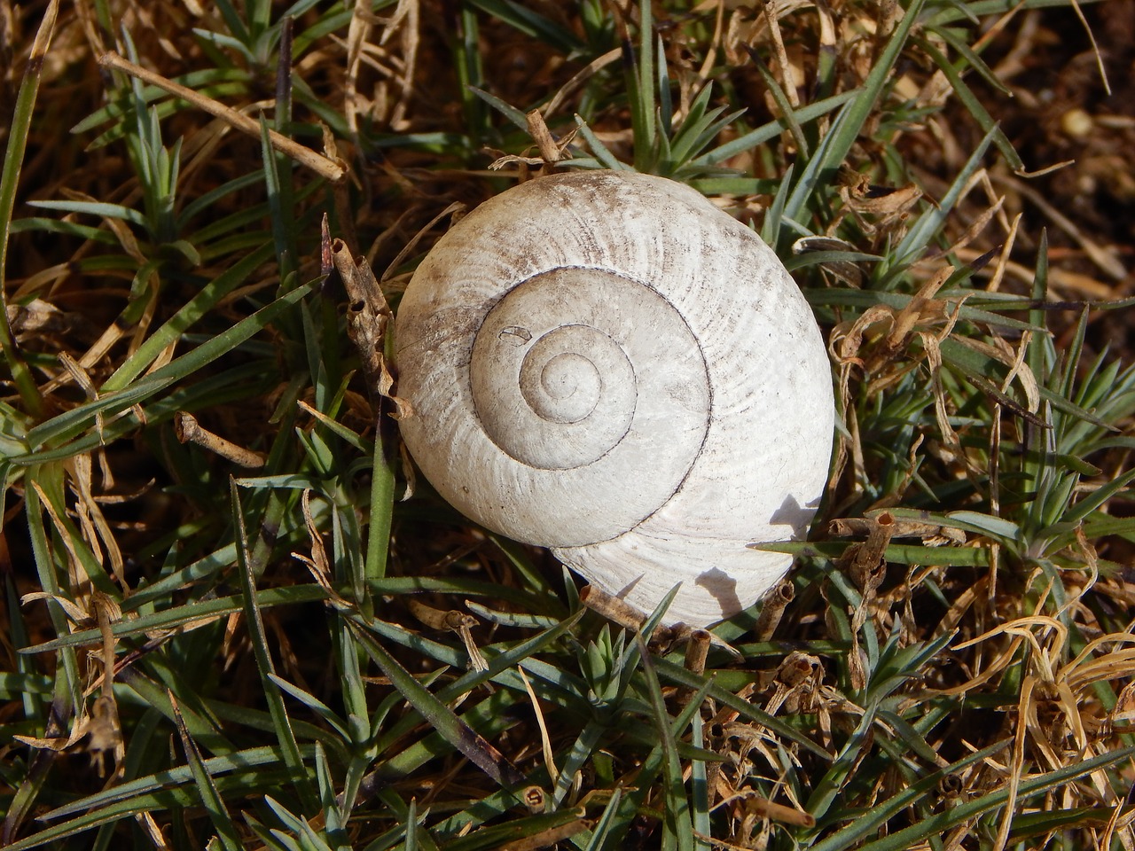 shell garden snail free photo