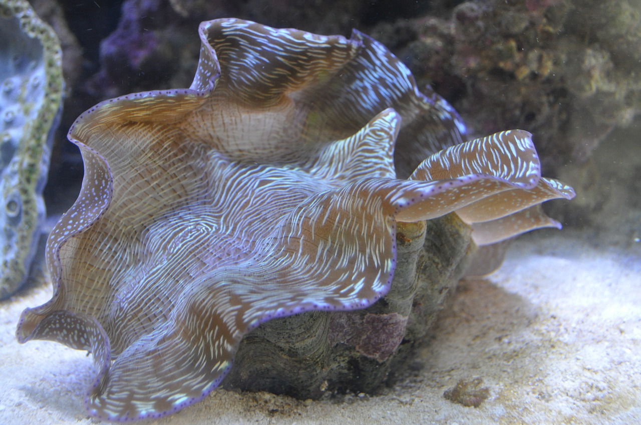 shell salt water aquarium free photo
