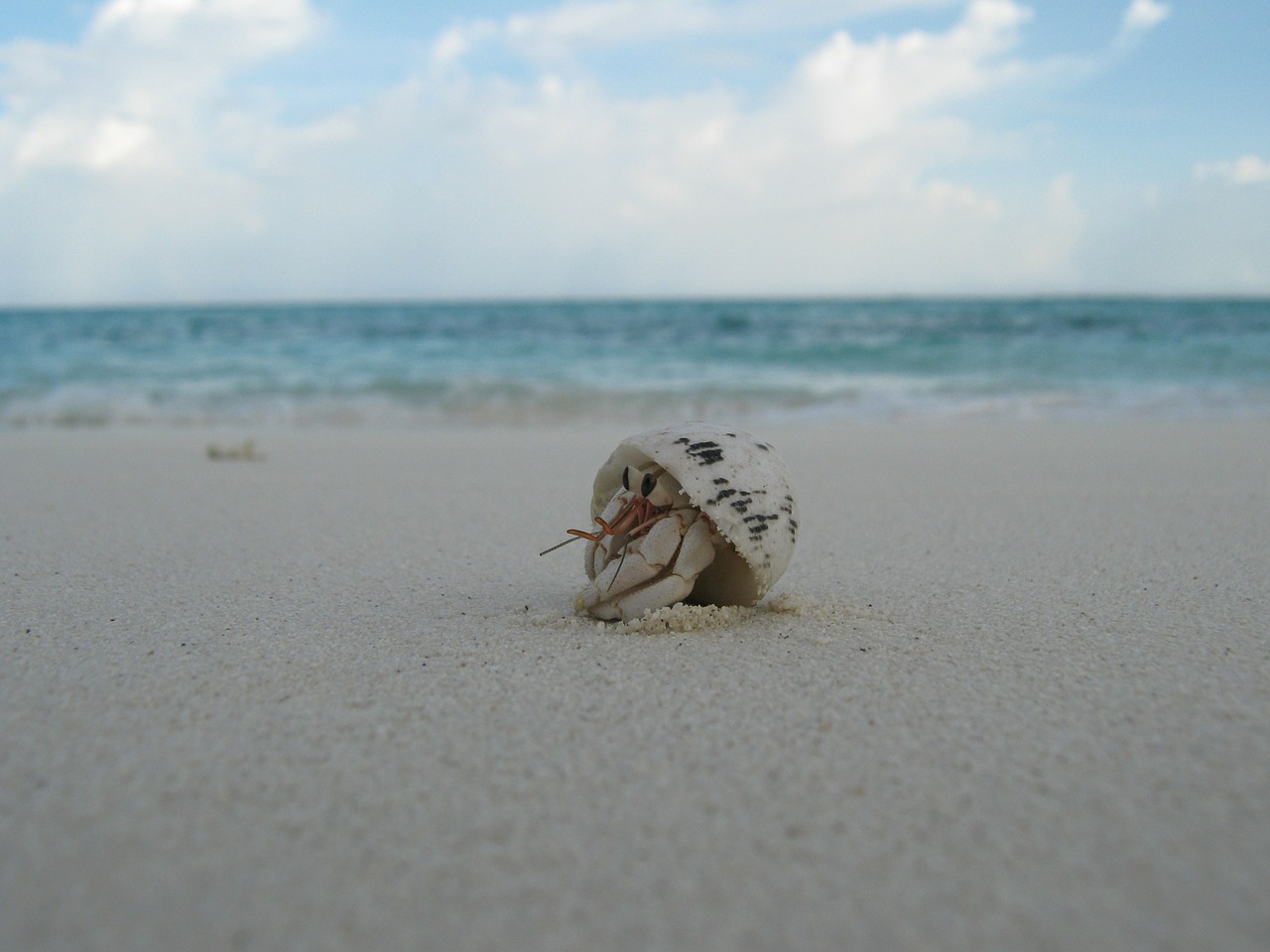 shell creature beach free photo
