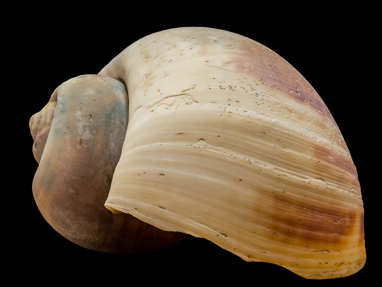 shell snail shell snail free photo