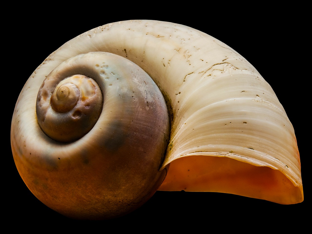 shell snail shell snail free photo