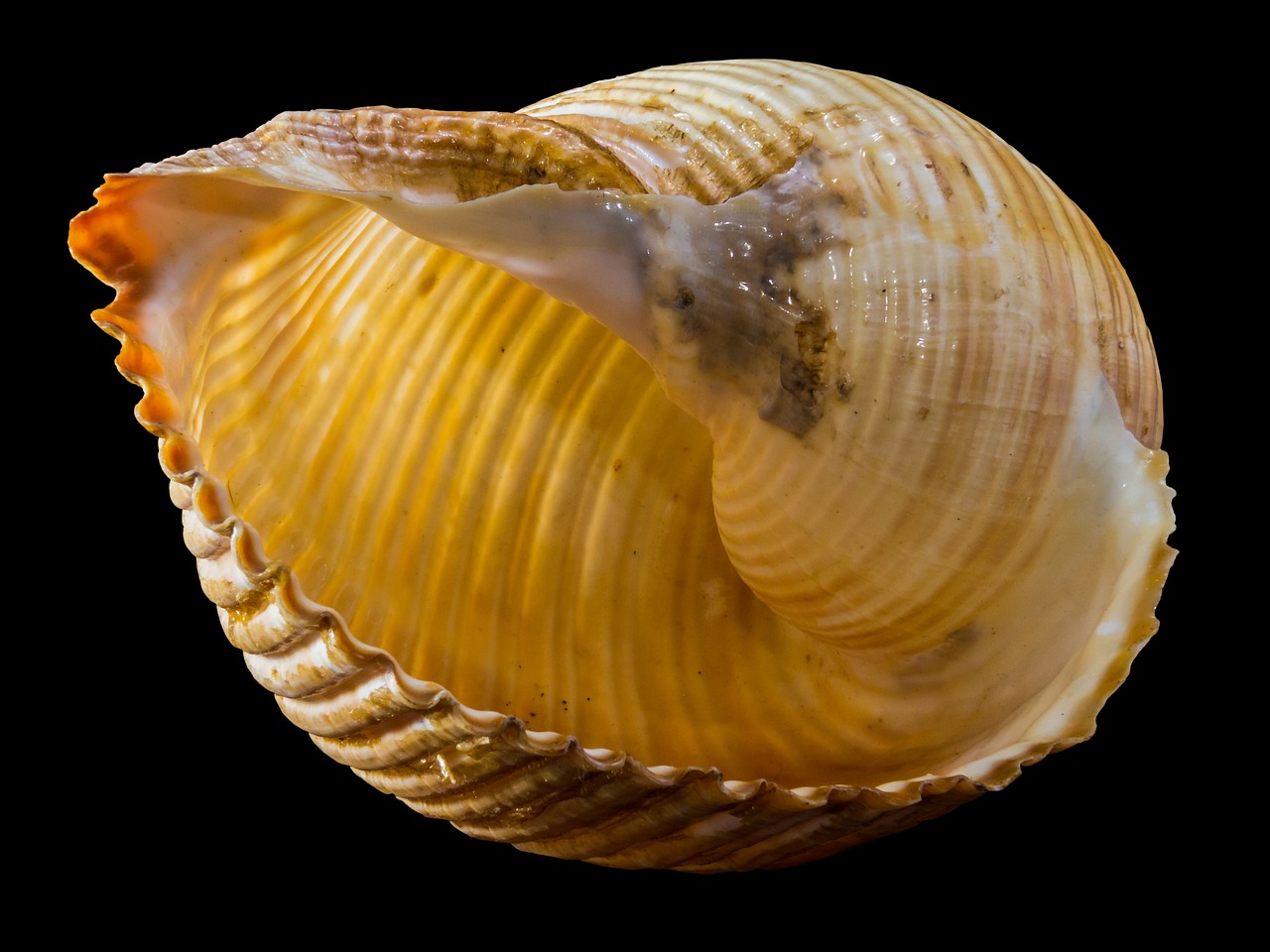 shell snail shell snail free photo