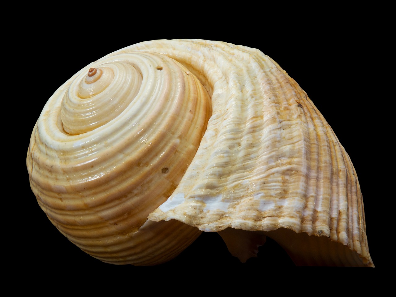 shell snail shell snail free photo