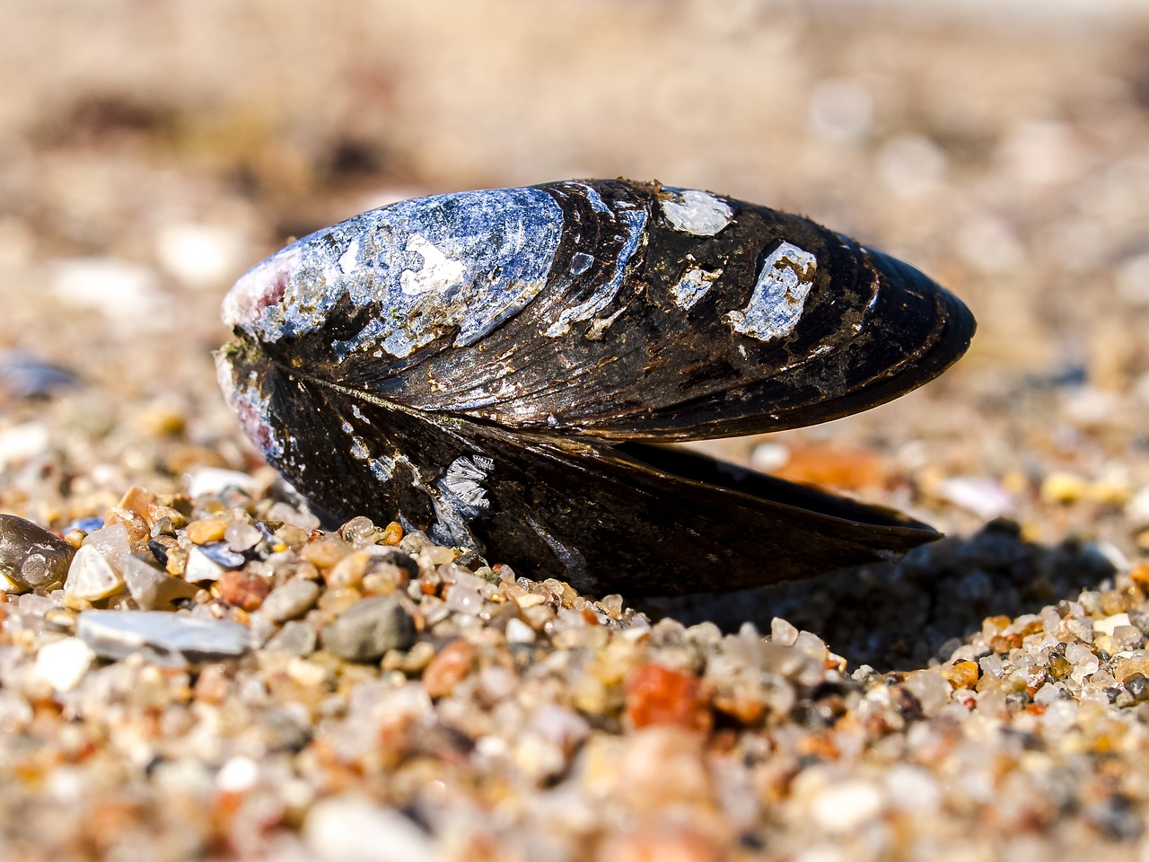 shell animal sand free photo