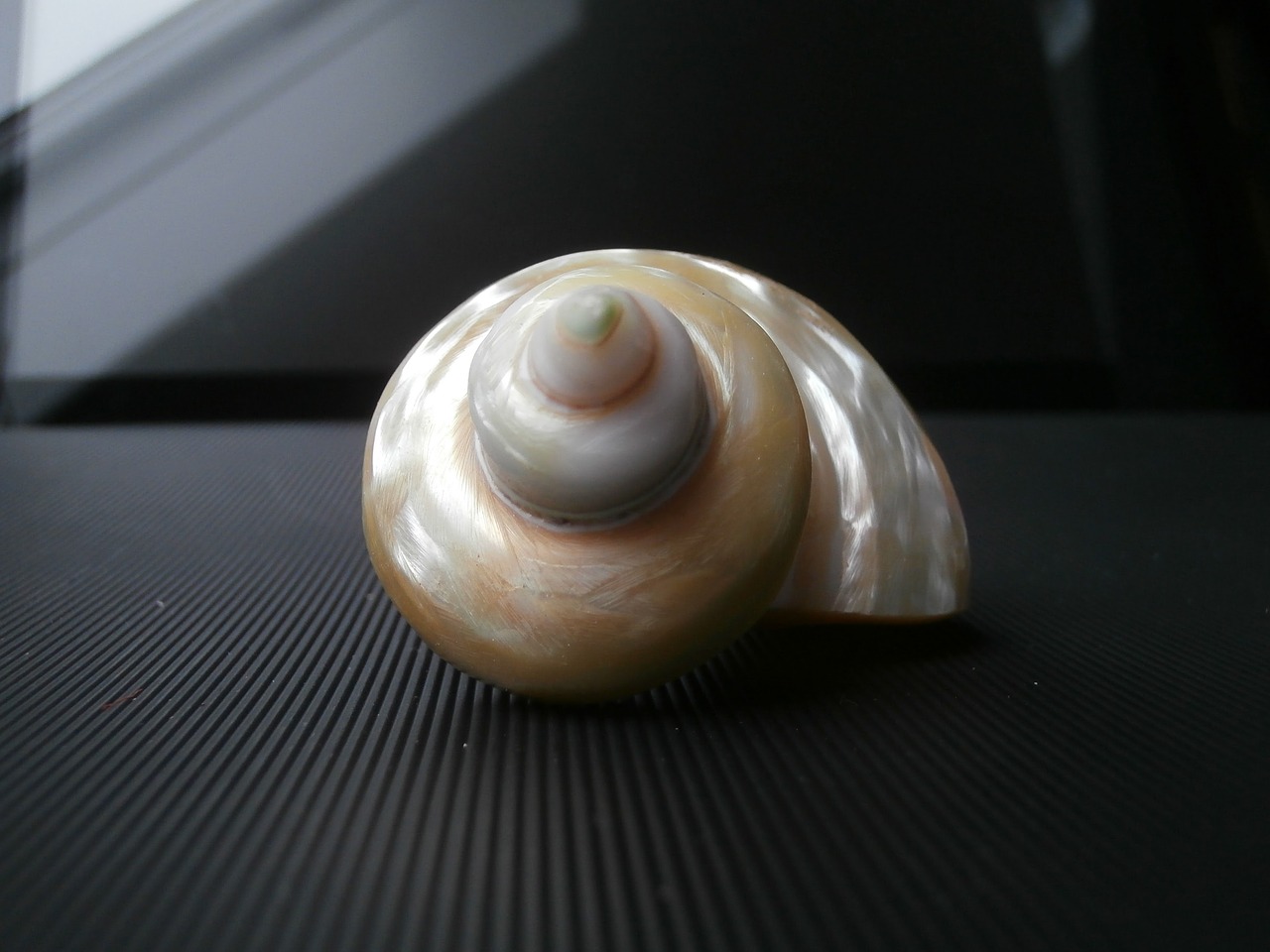 shell mother of pearl macro free photo
