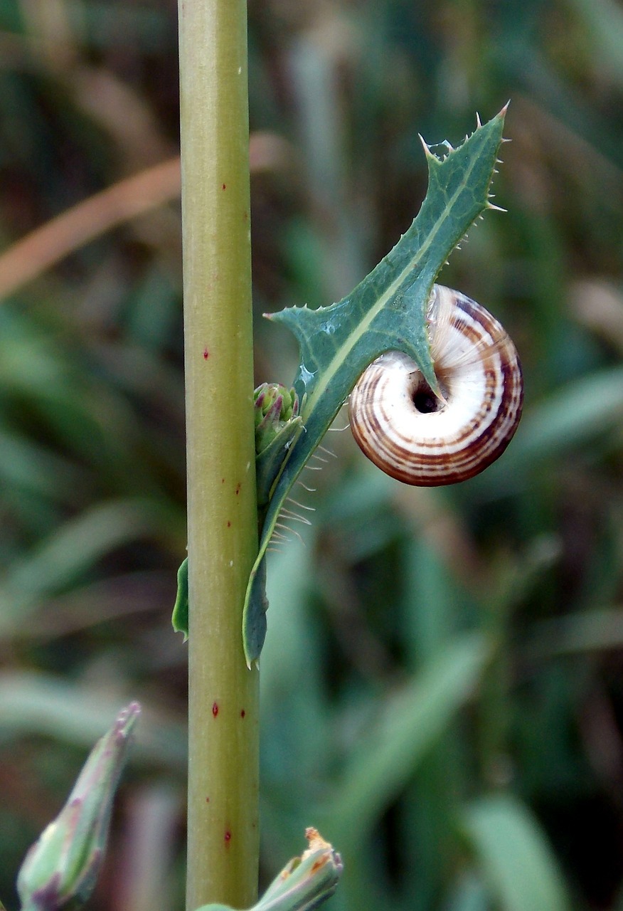 shell snail animal free photo