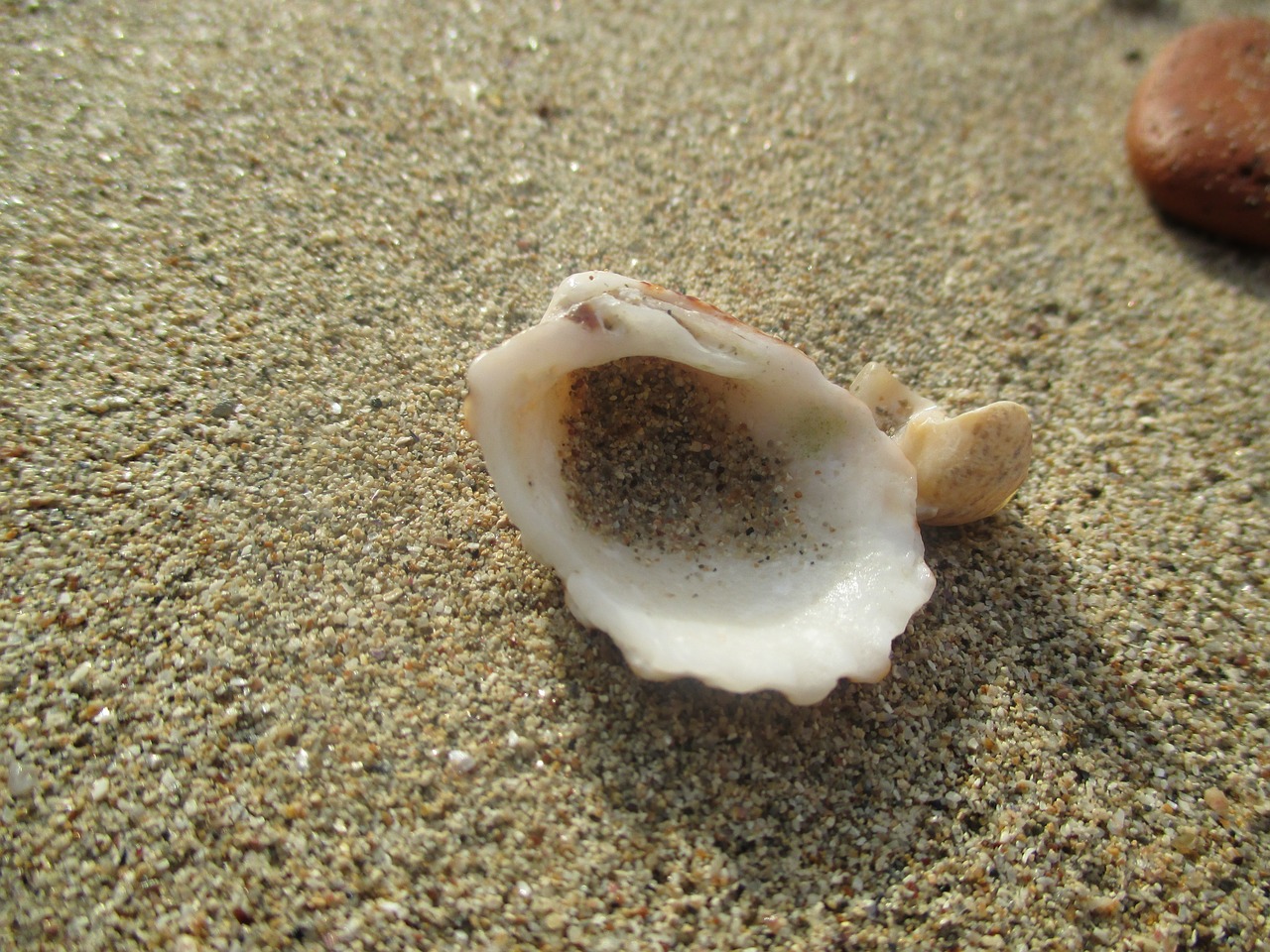 shell summer sea free photo