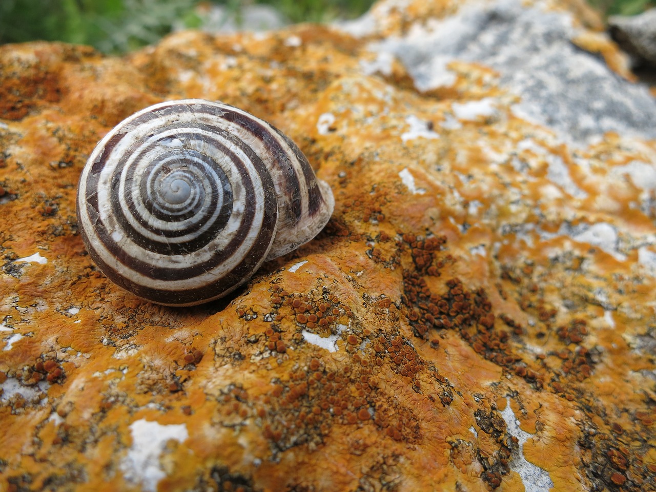 shell stone spiral free photo