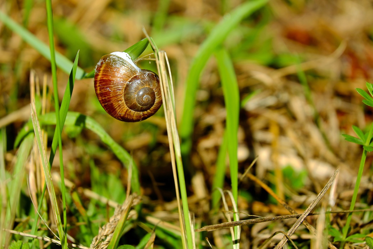 shell snail creature free photo