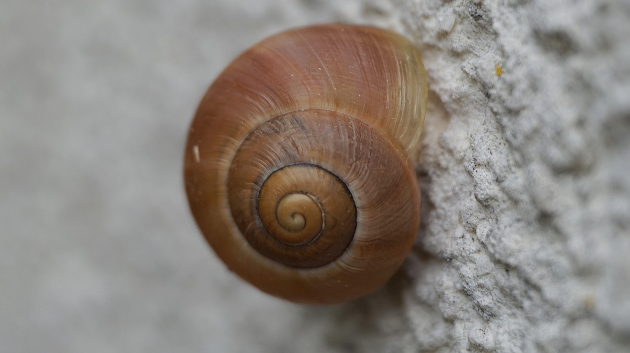 shell snail close free photo