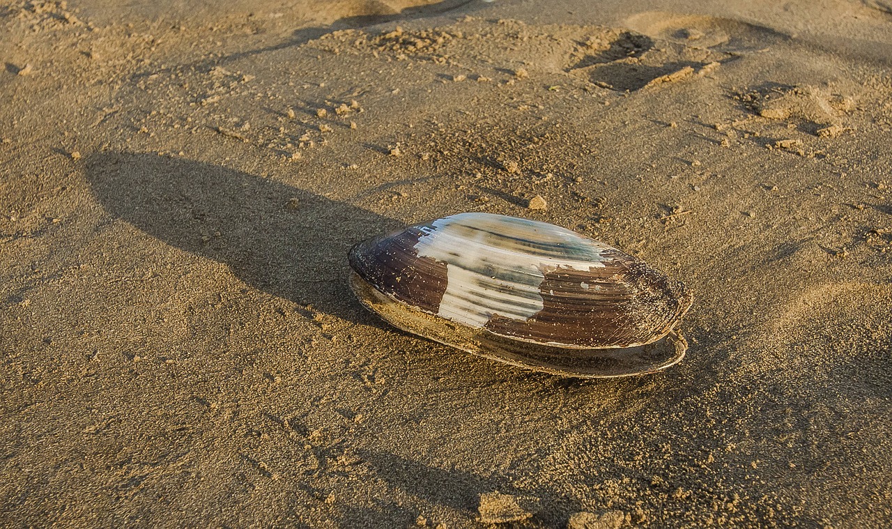 shell huge beach free photo