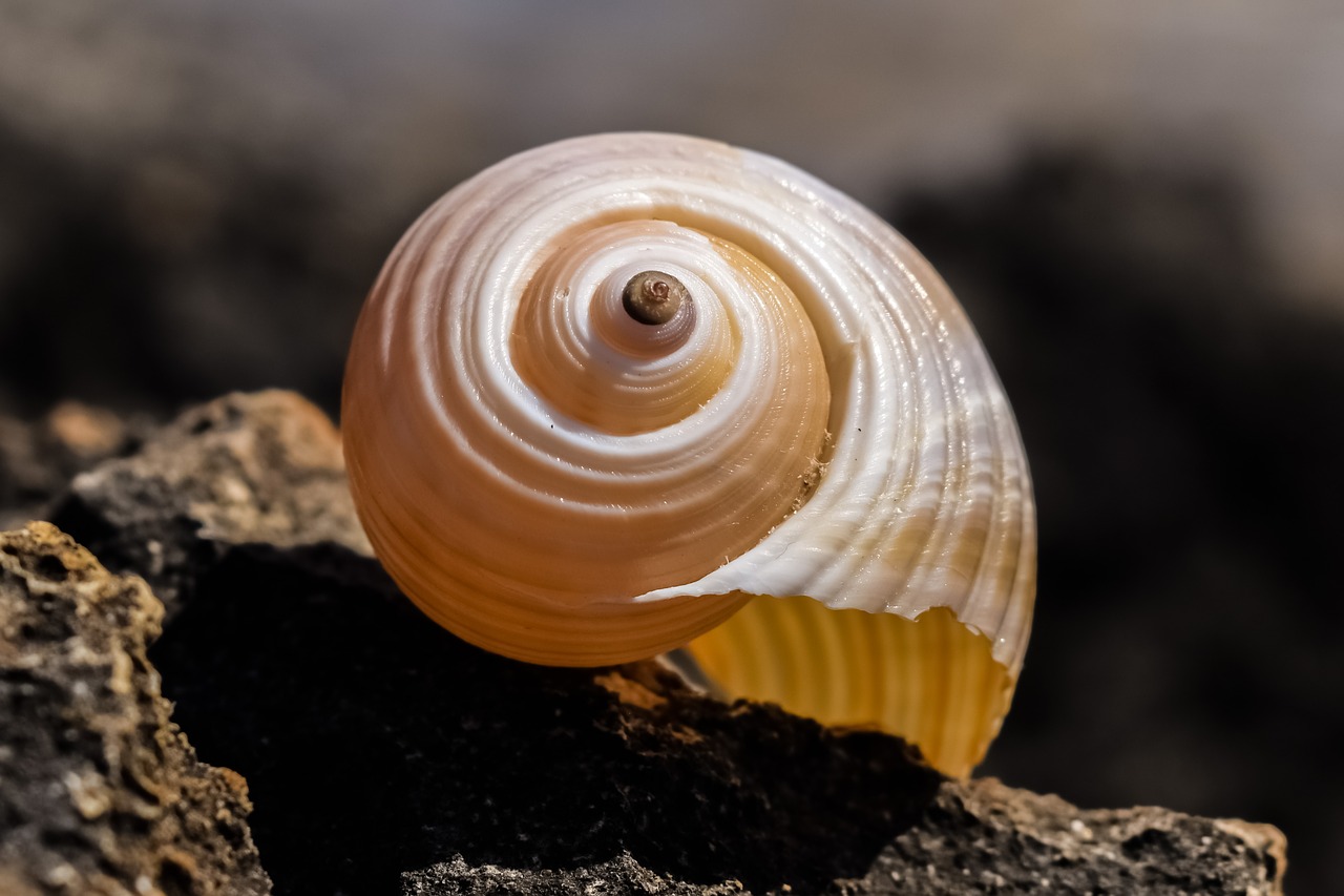 shell beach summer free photo