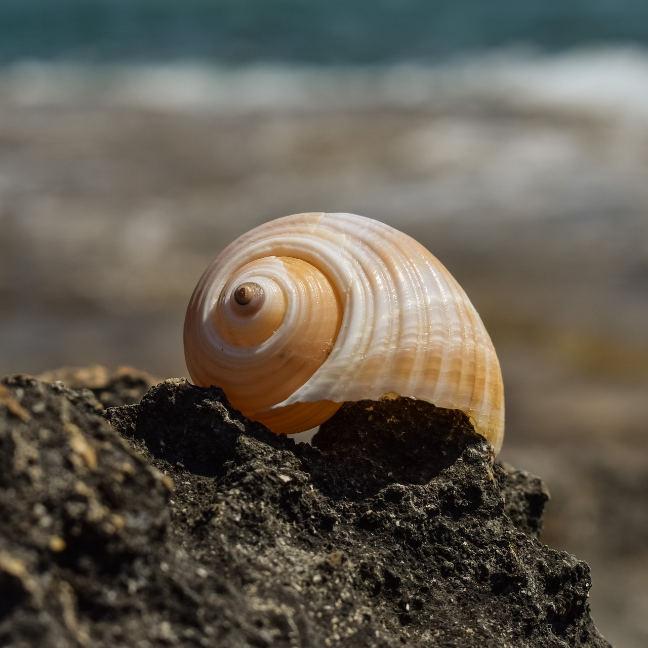 shell beach summer free photo