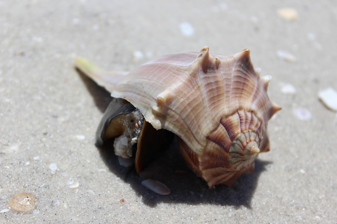 shell beach s free photo