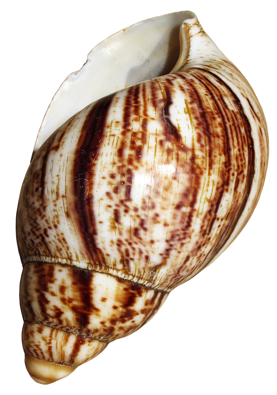 shell snail achatina fulica free photo