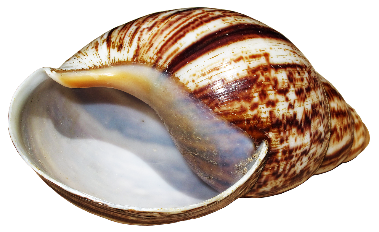 shell snail achatina fulica free photo