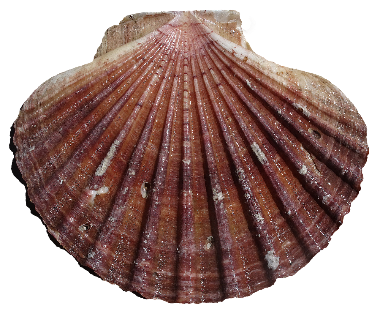 shell scallop pilgrim shell free photo