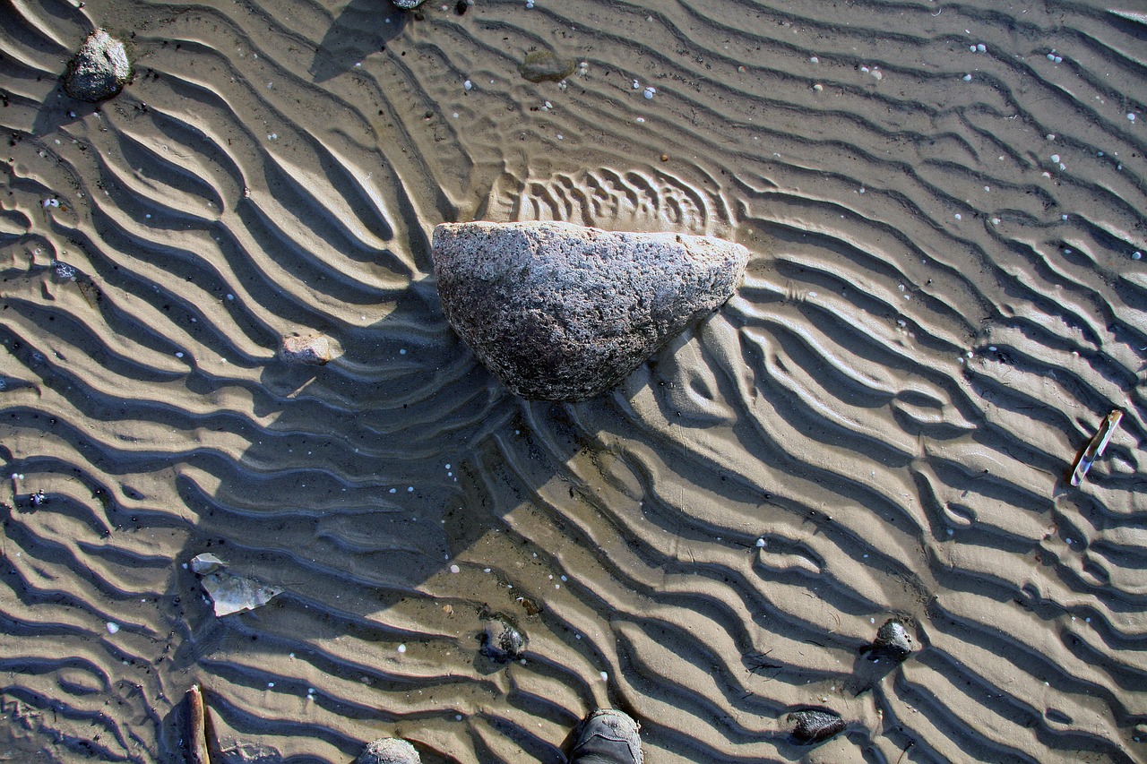 shell watts wadden sea free photo