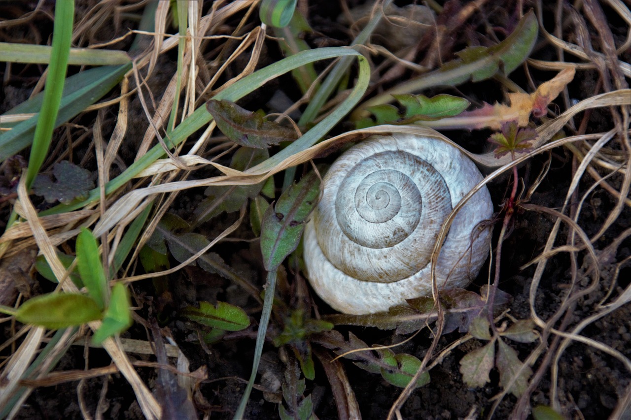 shell snail grass free photo