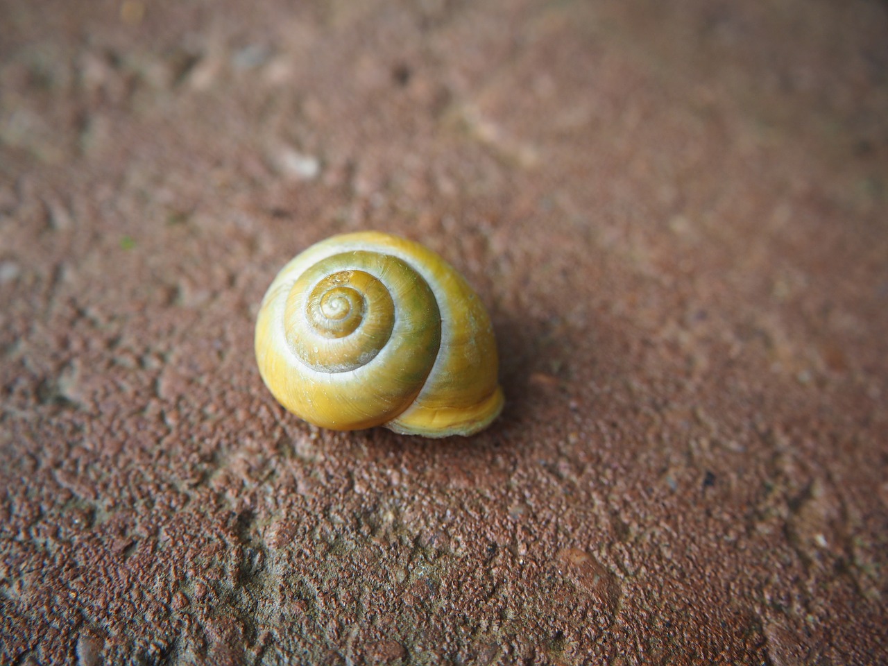 shell nature garden spiral free photo
