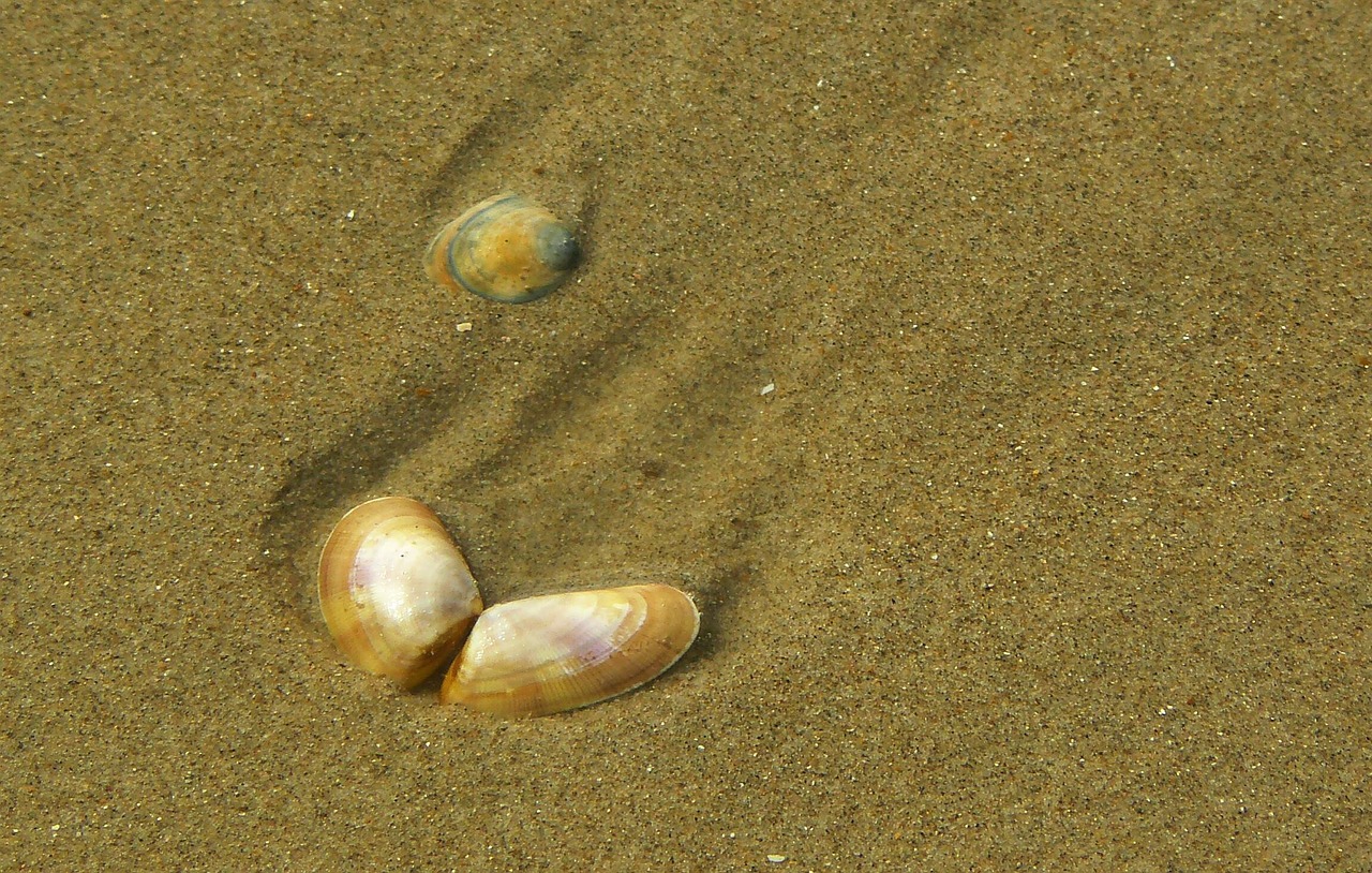 shell close sea free photo