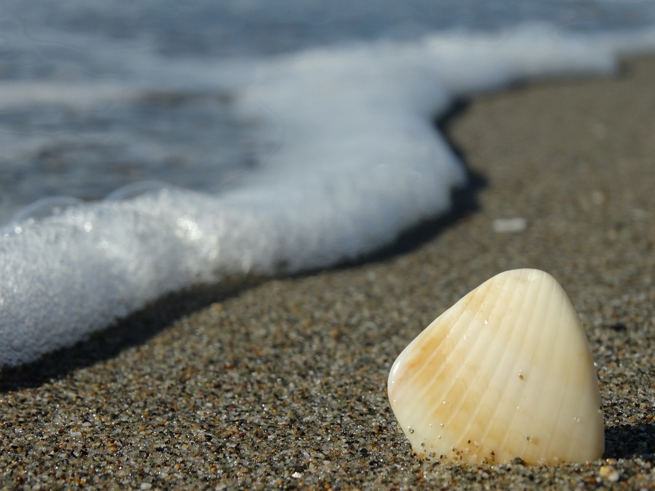 shell sea summer free photo