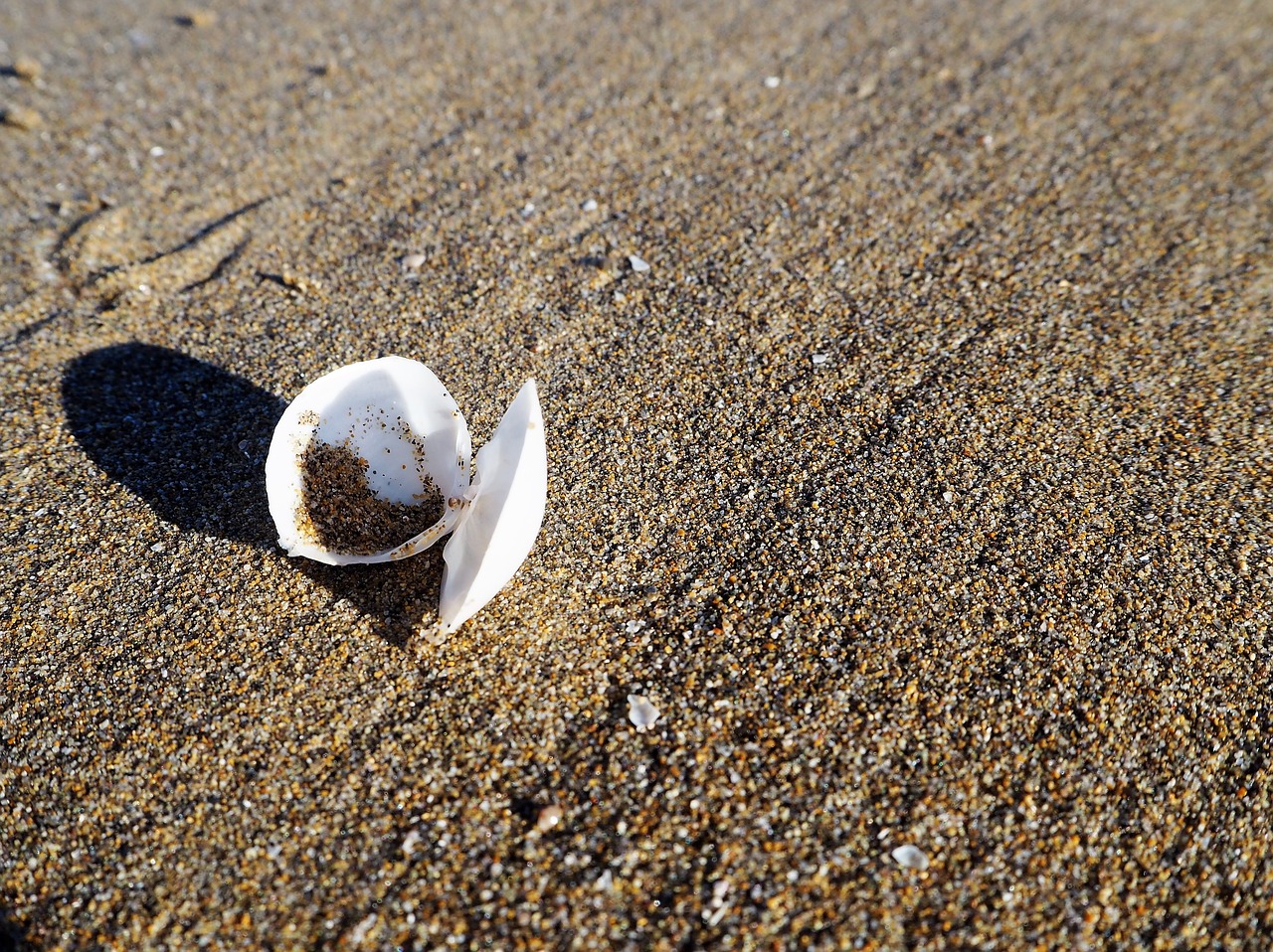 shell beach background free photo