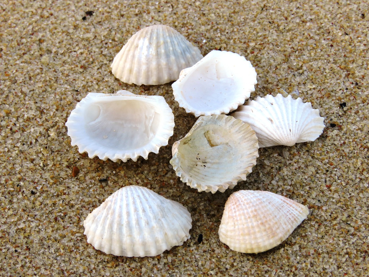 shell beach zoom free photo