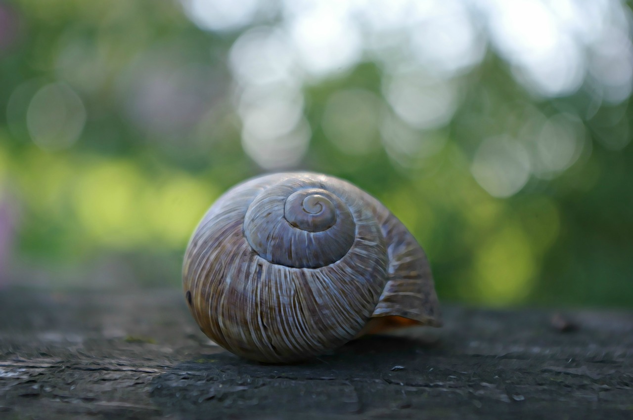 shell snail dreamy free photo