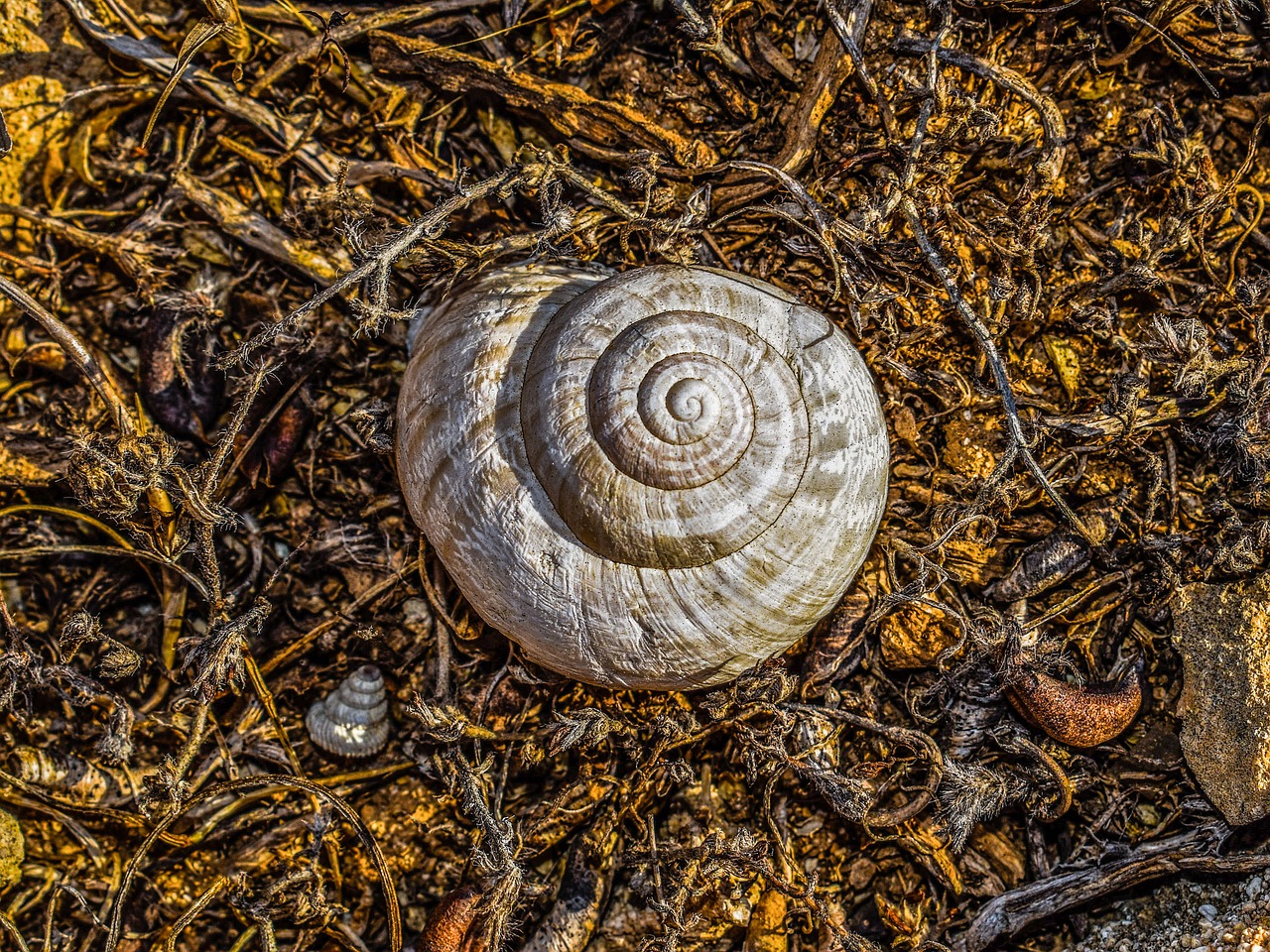 shell helix nature free photo