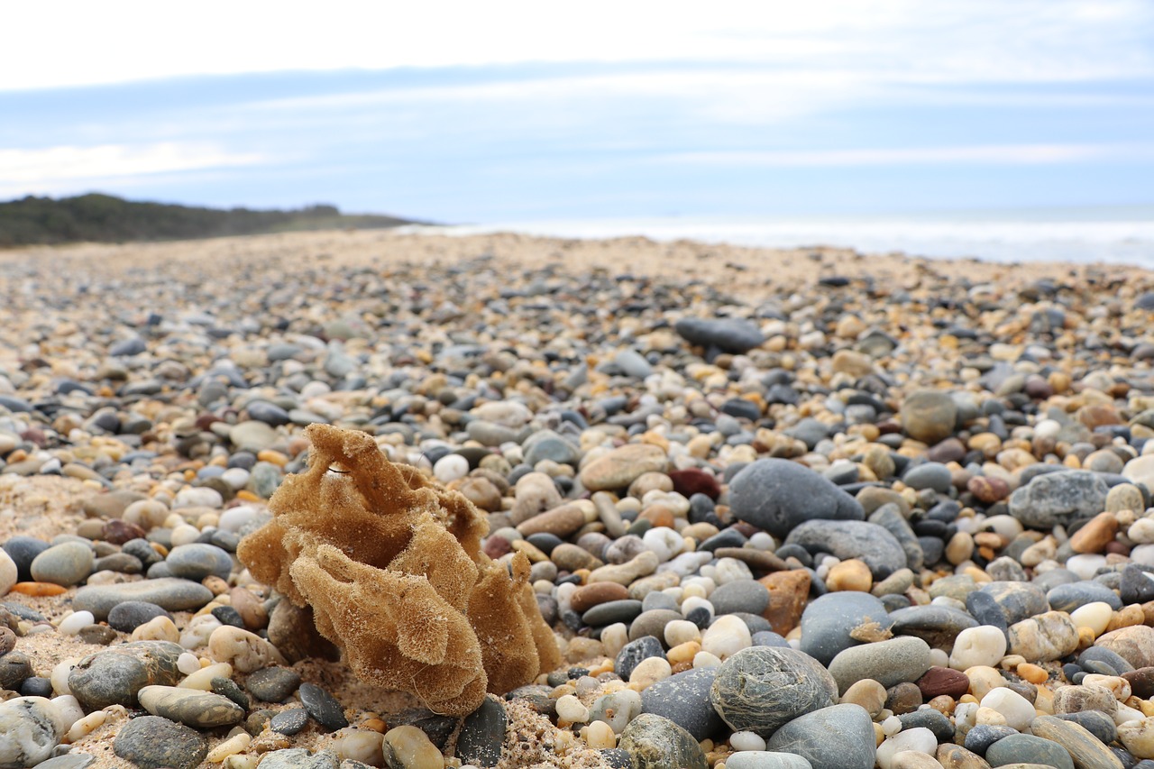 shell seashell sea free photo