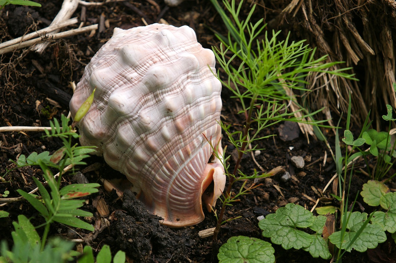 shell sound of the sea snail free photo