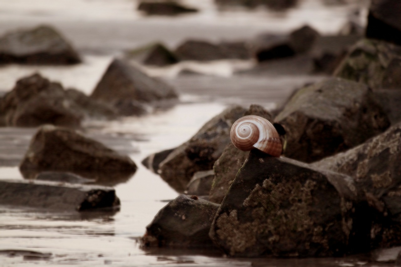 shell snail snail shell free photo