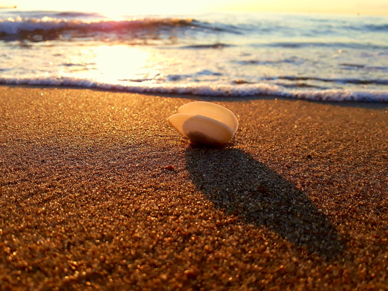shell sand sunset free photo