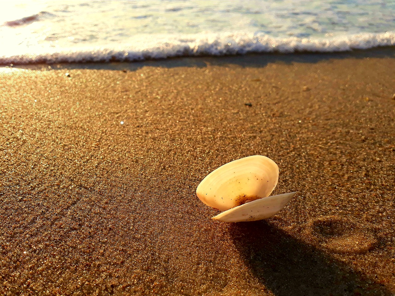 shell sand sunset free photo