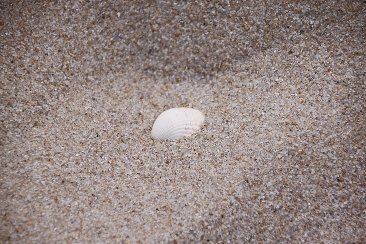 shell sand beach free photo