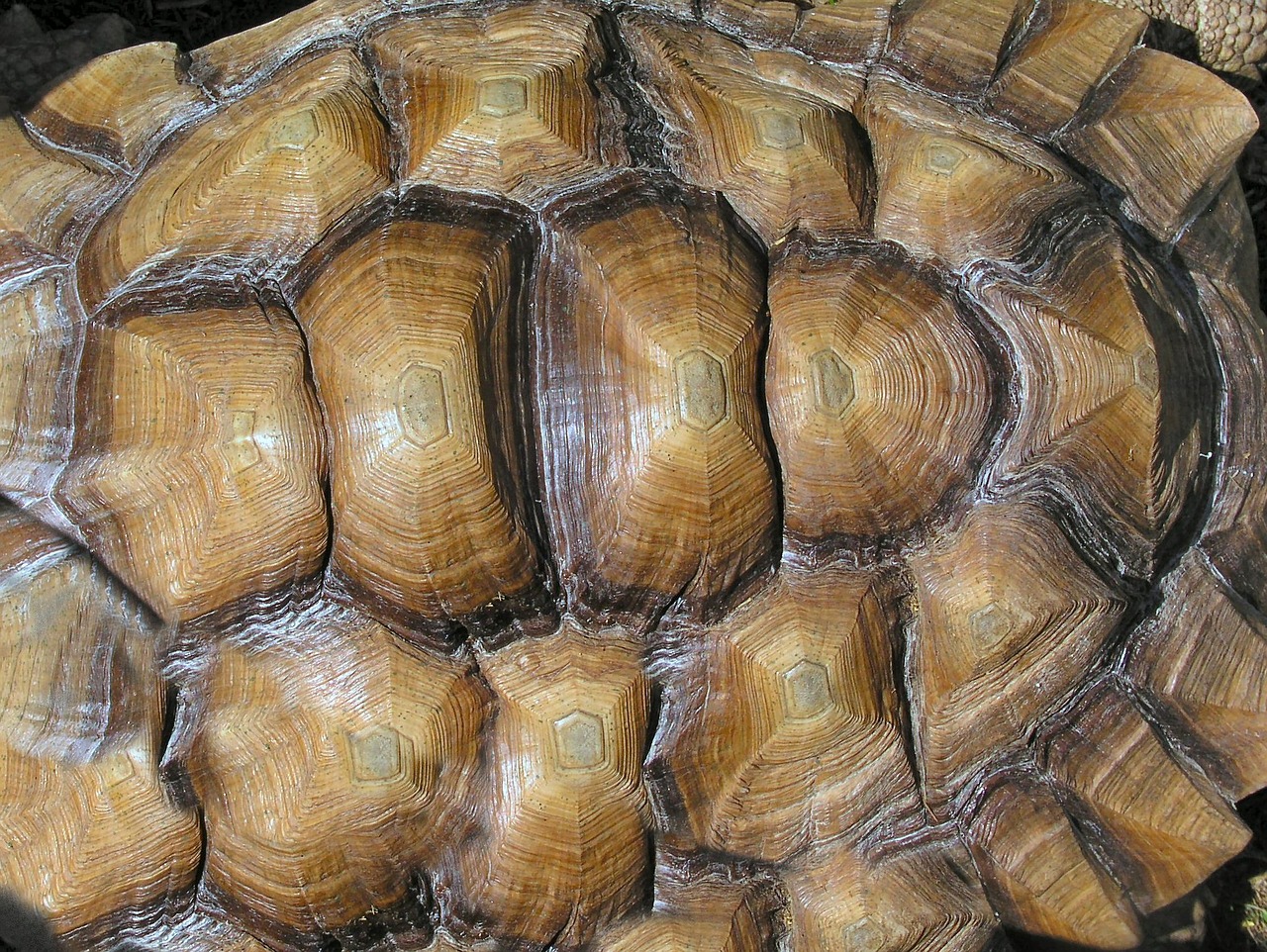 shell tortoise texture free photo