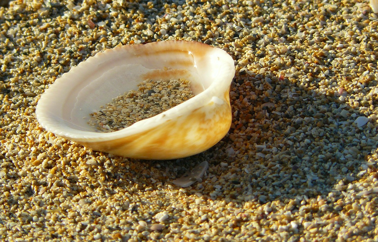 shell close beach free photo