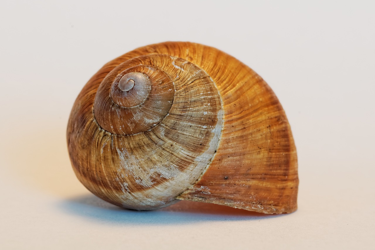 shell snail animals free photo