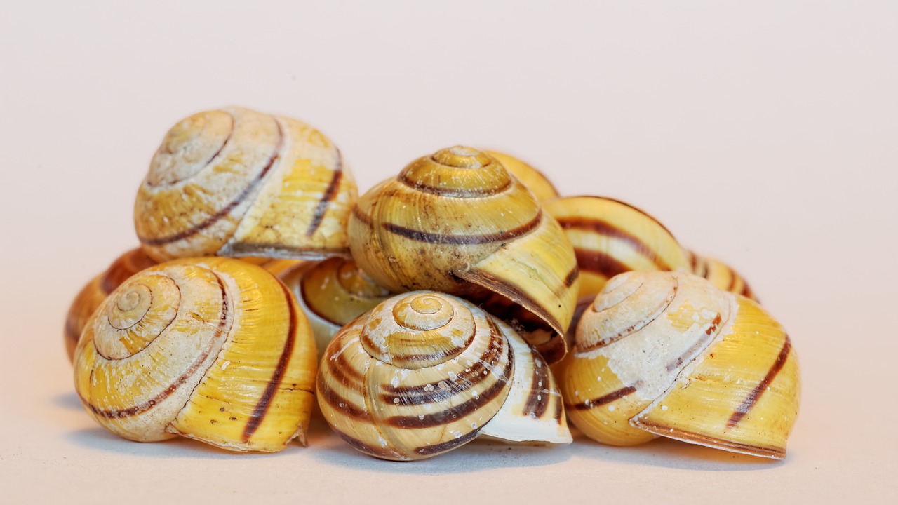 shell snail animals free photo