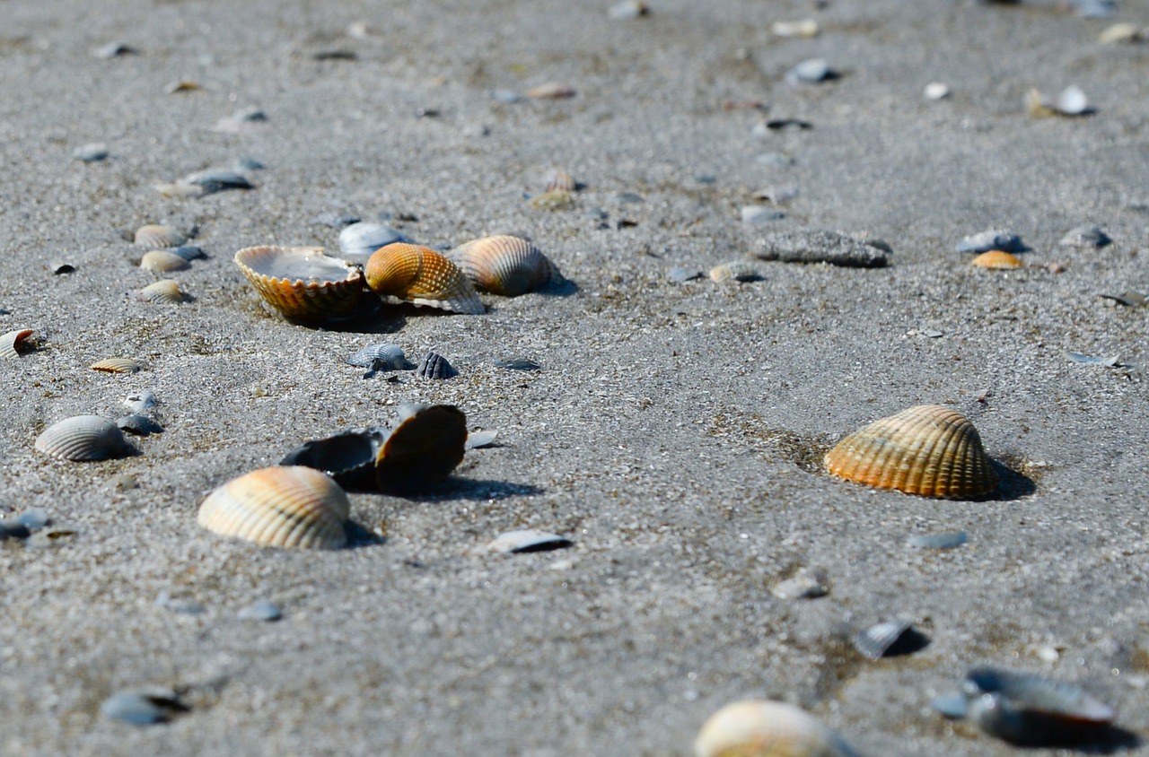 shell beach sand free photo