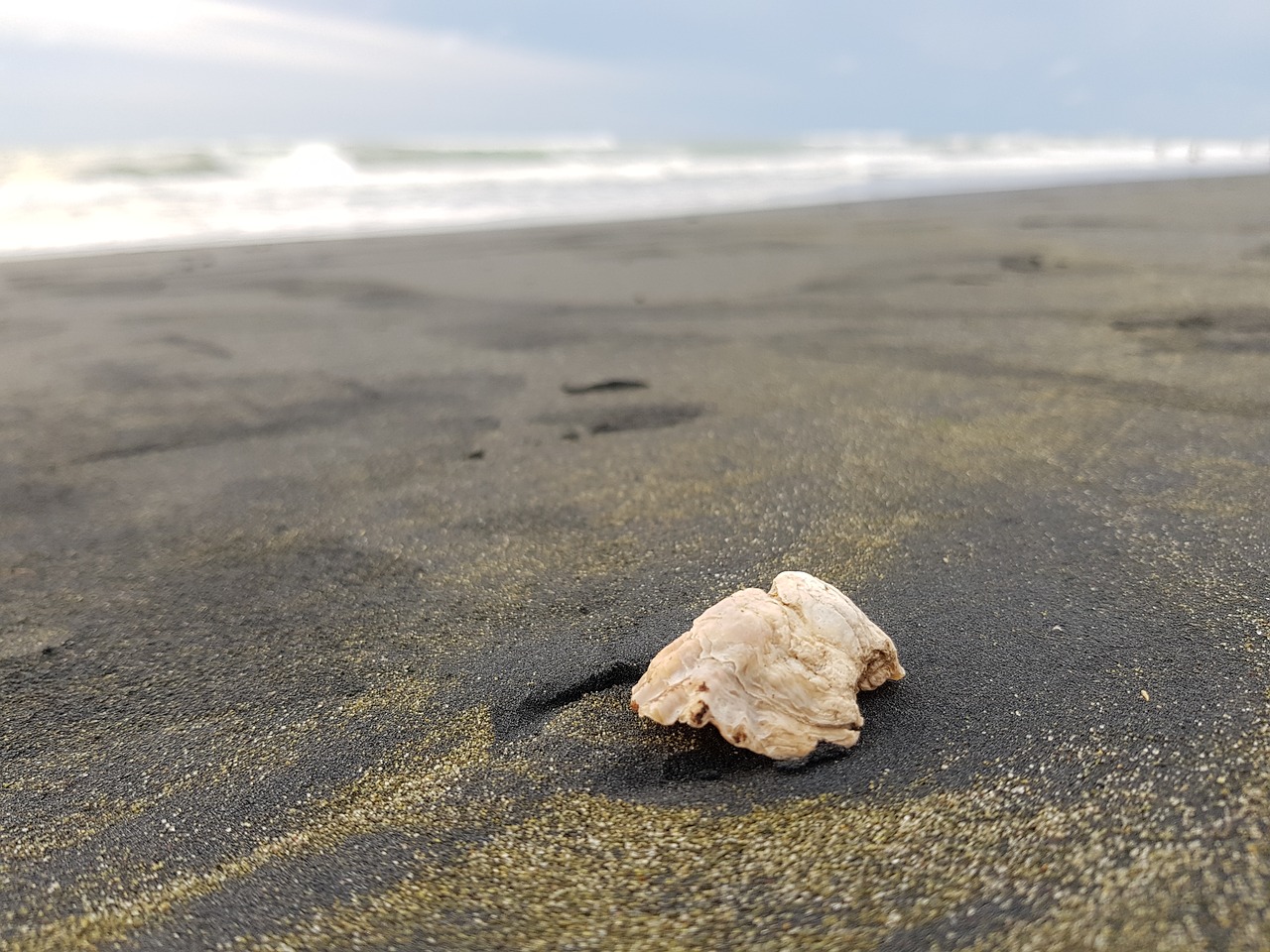 shell beach sea shell free photo