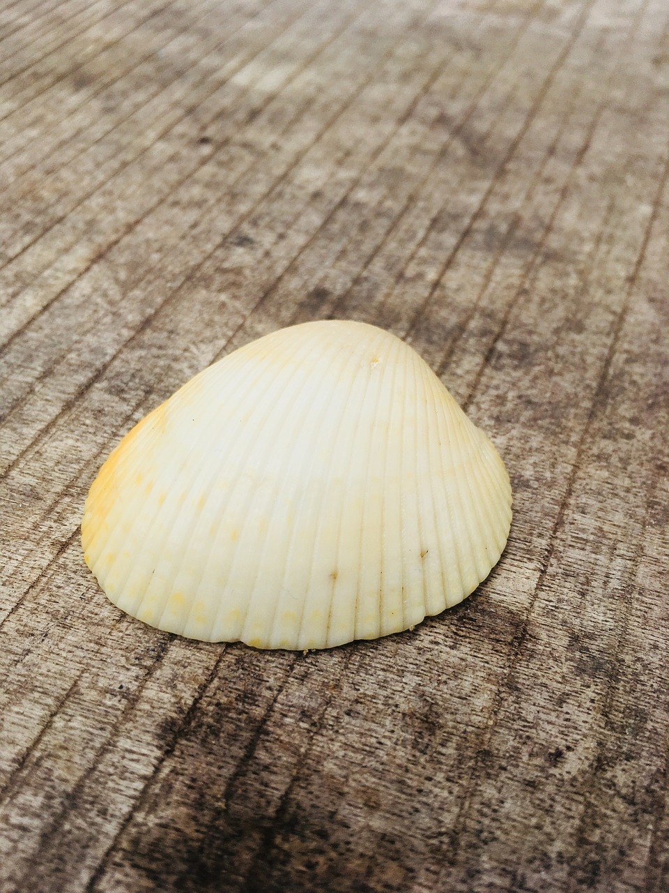 shell table nature free photo