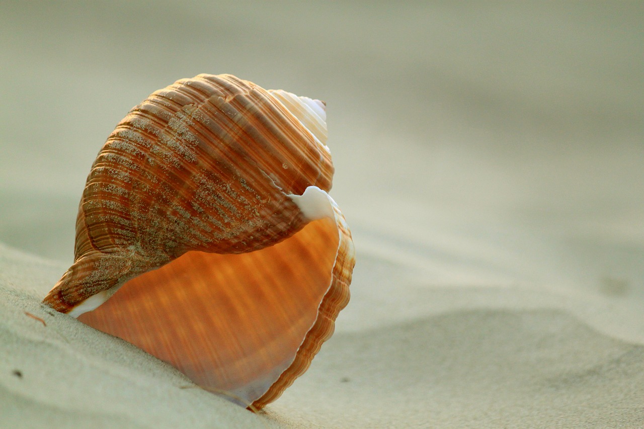 shell snail snail shell free photo