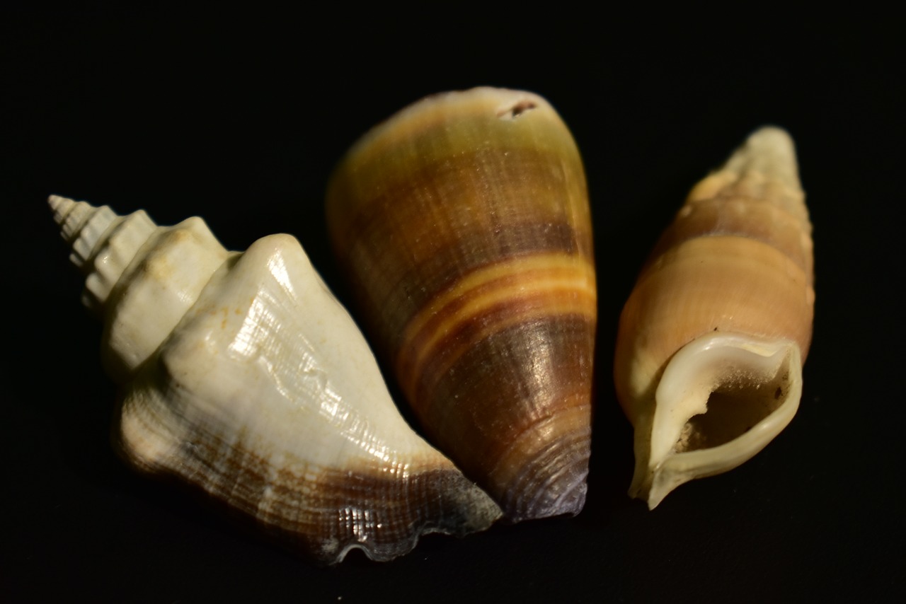 shell mollusk snail free photo