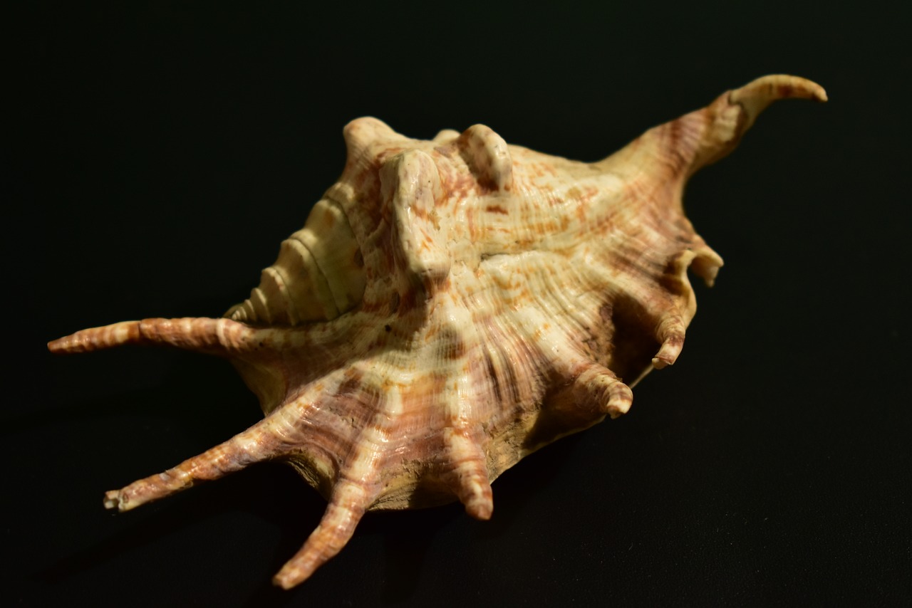 shell mollusk snail free photo