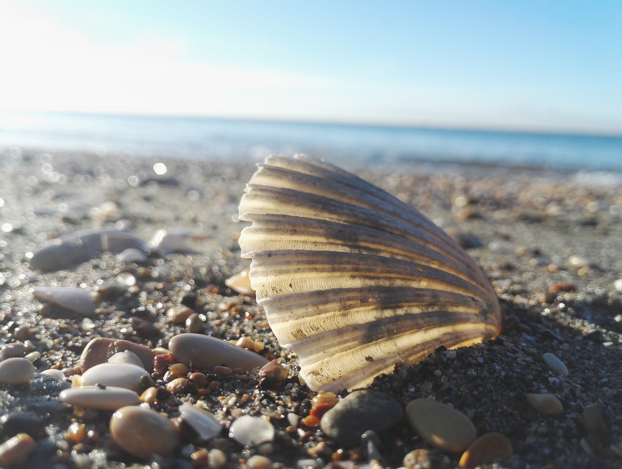 shell beach sea free photo