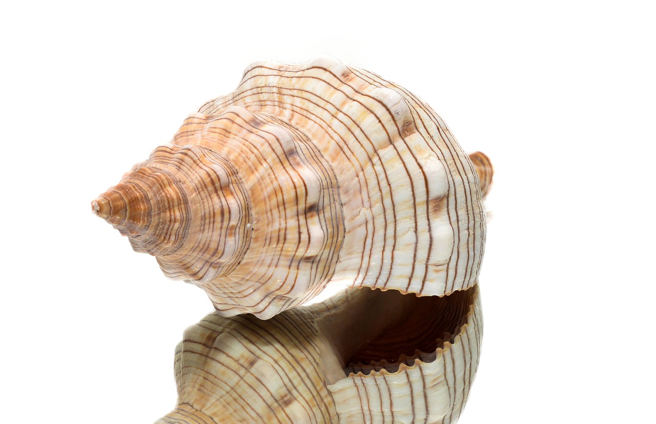 shell sea sea shells free photo