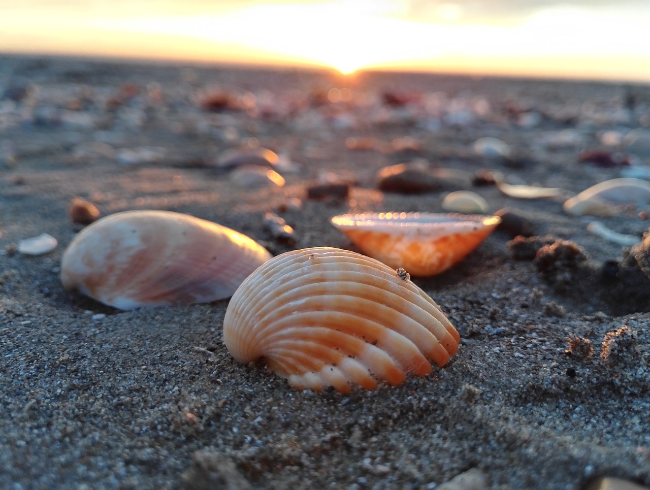 shell sea shells free photo